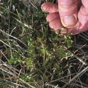 Centipeda cunninghamii at Illilanga & Baroona - 30 May 2017 01:55 PM