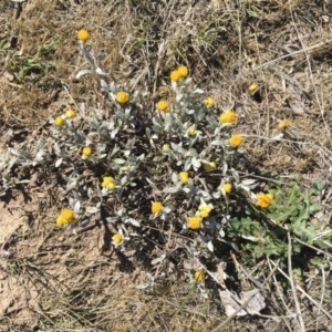 Chrysocephalum apiculatum at Illilanga & Baroona - 29 Oct 2017 02:59 PM