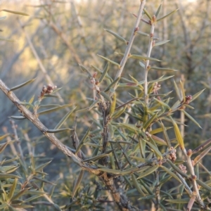 Lissanthe strigosa subsp. subulata at Greenway, ACT - 17 Jul 2018