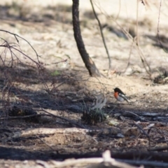 Petroica boodang (Scarlet Robin) at Aranda, ACT - 22 Jul 2018 by Tammy