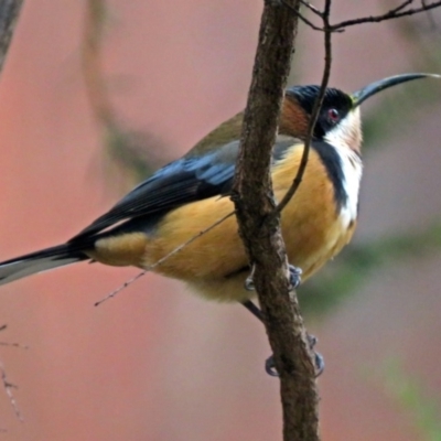 Acanthorhynchus tenuirostris (Eastern Spinebill) at ANBG - 23 Jul 2018 by RodDeb