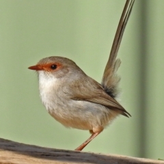 Malurus cyaneus (Superb Fairywren) at National Zoo and Aquarium - 23 Jul 2018 by RodDeb