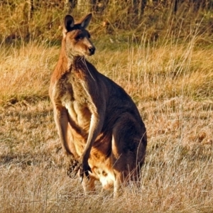 Macropus giganteus at Pialligo, ACT - 23 Jul 2018