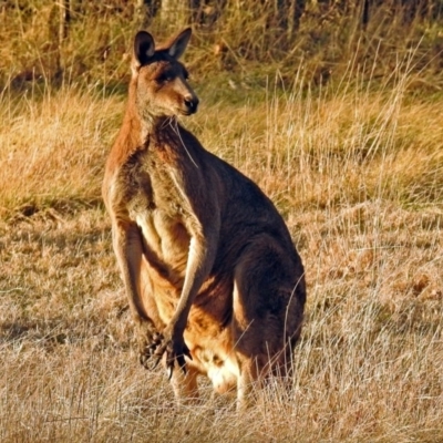 Macropus giganteus (Eastern Grey Kangaroo) at Pialligo, ACT - 23 Jul 2018 by RodDeb