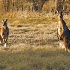 Macropus giganteus at Pialligo, ACT - 23 Jul 2018