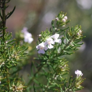 Westringia eremicola at Bungonia, NSW - 18 Apr 2018