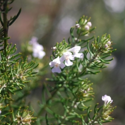 Westringia eremicola (Slender Western Rosemary) at Bungonia National Park - 17 Apr 2018 by natureguy