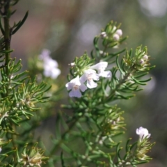 Westringia eremicola (Slender Western Rosemary) at Bungonia, NSW - 17 Apr 2018 by natureguy