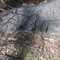Wahlenbergia sp. (Bluebell) at Bungonia National Park - 17 Apr 2018 by natureguy