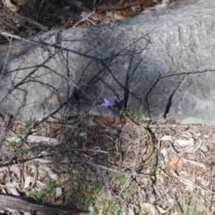 Wahlenbergia sp. (Bluebell) at Bungonia, NSW - 18 Apr 2018 by natureguy