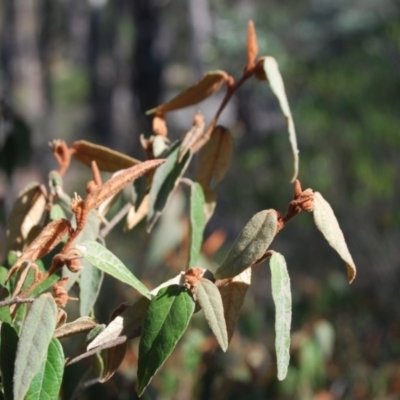 Lasiopetalum macrophyllum (Shrubby Velvet-Bush) at Bungonia, NSW - 17 Apr 2018 by natureguy