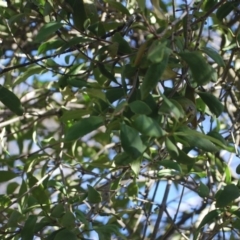 Amyema congener (A Mistletoe) at Bungonia, NSW - 18 Apr 2018 by natureguy