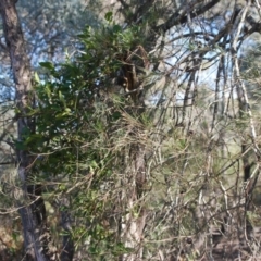 Amyema congener at Bungonia, NSW - 18 Apr 2018