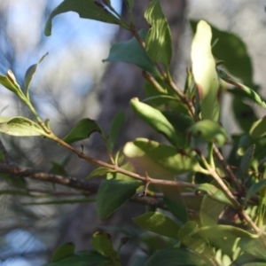 Amyema congener at Bungonia, NSW - 18 Apr 2018