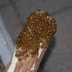 Harmonia conformis at Wamboin, NSW - 20 Apr 2018 12:12 PM