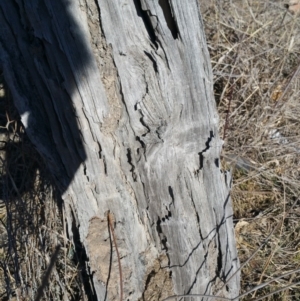 Papyrius nitidus at Jerrabomberra, ACT - 22 Jul 2018