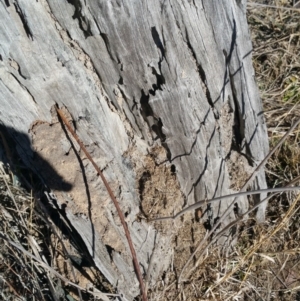 Papyrius nitidus at Jerrabomberra, ACT - 22 Jul 2018