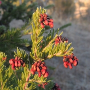 Grevillea lanigera at Greenway, ACT - 17 Jul 2018