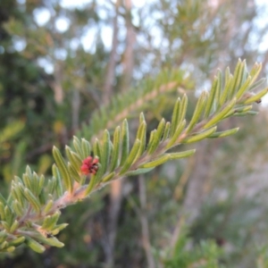 Grevillea lanigera at Greenway, ACT - 17 Jul 2018 06:32 PM