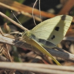 Pieris rapae at Fyshwick, ACT - 24 Jul 2018 12:28 PM