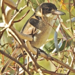 Cracticus torquatus (Grey Butcherbird) at Fyshwick, ACT - 24 Jul 2018 by JohnBundock