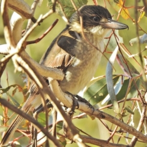 Cracticus torquatus at Fyshwick, ACT - 24 Jul 2018 01:34 PM