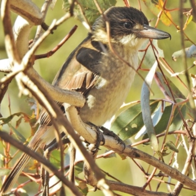 Cracticus torquatus (Grey Butcherbird) at Jerrabomberra Wetlands - 24 Jul 2018 by JohnBundock