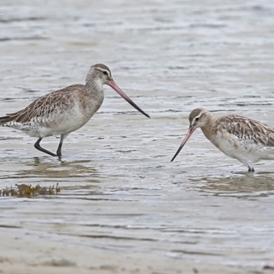 Limosa lapponica (Bar-tailed Godwit) at Lake Conjola, NSW - 30 May 2014 by CharlesDove