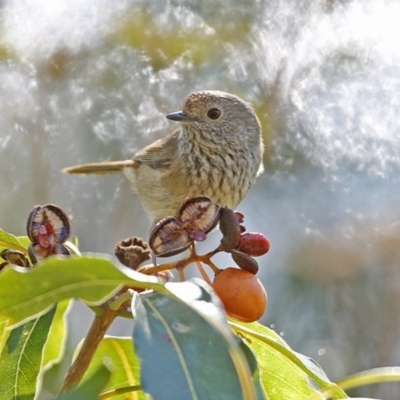 Acanthiza pusilla (Brown Thornbill) at Meroo National Park - 28 May 2014 by Charles Dove