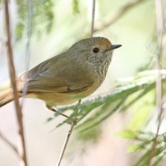 Acanthiza pusilla at Meroo National Park - 29 May 2014