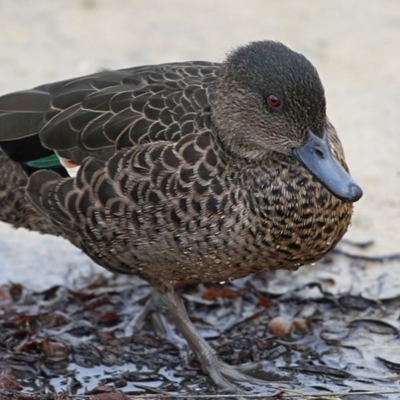 Anas castanea (Chestnut Teal) at Lake Conjola, NSW - 29 May 2014 by Charles Dove