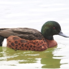 Anas castanea at Lake Conjola, NSW - 30 May 2014 12:00 AM