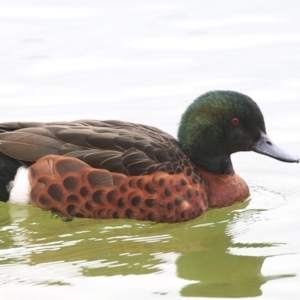 Anas castanea at Lake Conjola, NSW - 30 May 2014