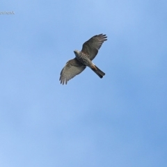 Tachyspiza cirrocephala (Collared Sparrowhawk) at Lake Conjola, NSW - 30 May 2014 by CharlesDove