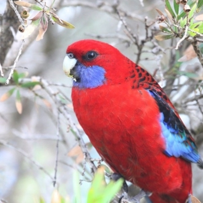 Platycercus elegans (Crimson Rosella) at South Pacific Heathland Reserve - 27 May 2014 by Charles Dove