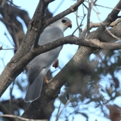 Accipiter novaehollandiae (Grey Goshawk) at South Pacific Heathland Reserve - 27 May 2014 by Charles Dove