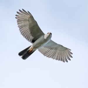 Tachyspiza novaehollandiae at South Pacific Heathland Reserve - 28 May 2014