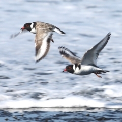 Charadrius rubricollis (Hooded Plover) at South Pacific Heathland Reserve - 26 May 2014 by Charles Dove