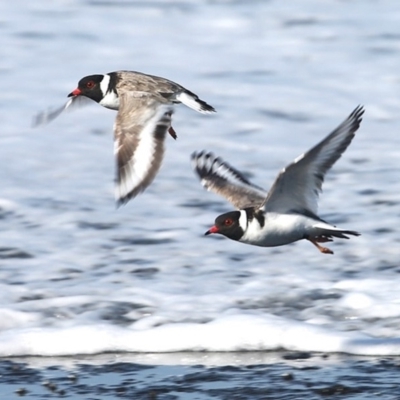 Charadrius rubricollis (Hooded Plover) at South Pacific Heathland Reserve - 26 May 2014 by Charles Dove