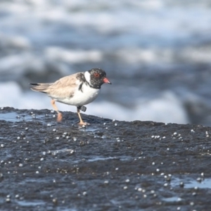 Charadrius rubricollis at suppressed - 26 May 2014