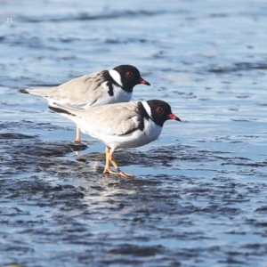 Charadrius rubricollis at suppressed - 26 May 2014