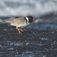 Charadrius rubricollis at suppressed - 26 May 2014