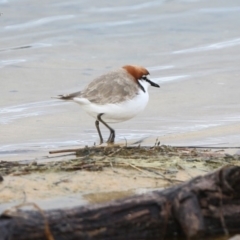 Anarhynchus ruficapillus (Red-capped Plover) at Lake Conjola, NSW - 29 May 2014 by CharlesDove