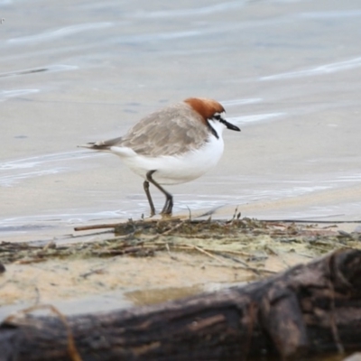 Anarhynchus ruficapillus (Red-capped Plover) at Lake Conjola, NSW - 30 May 2014 by CharlesDove