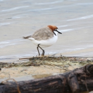 Anarhynchus ruficapillus at Lake Conjola, NSW - 30 May 2014