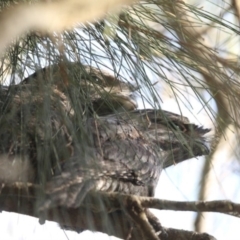 Podargus strigoides (Tawny Frogmouth) at Lake Conjola, NSW - 30 May 2014 by Charles Dove