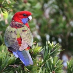 Platycercus elegans (Crimson Rosella) at South Pacific Heathland Reserve - 23 May 2014 by Charles Dove
