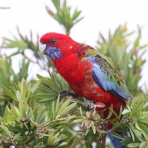 Platycercus elegans at South Pacific Heathland Reserve WP02 - 24 May 2014