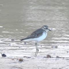 Anarhynchus bicinctus (Double-banded Plover) at Ulladulla, NSW - 23 May 2014 by Charles Dove