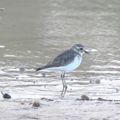 Anarhynchus bicinctus (Double-banded Plover) at Ulladulla, NSW - 24 May 2014 by CharlesDove